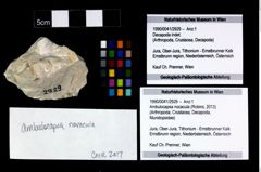 Foto (Objekt + Etikett) von Ambulocapsa nocacula (Robins, 2013)  (NHMW-GEO-1990-0041-2929)